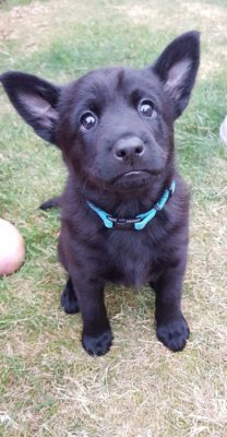 Black Norwegian Elkhound