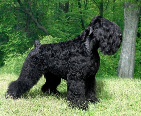 Black Russian Terrier