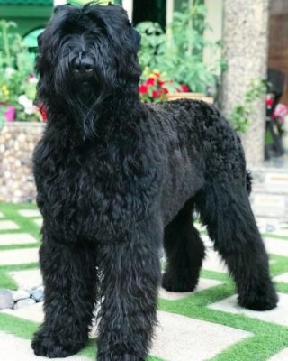 Black Russian Terrier