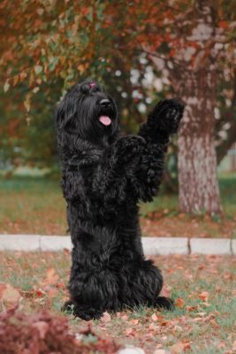 Black Russian Terrier