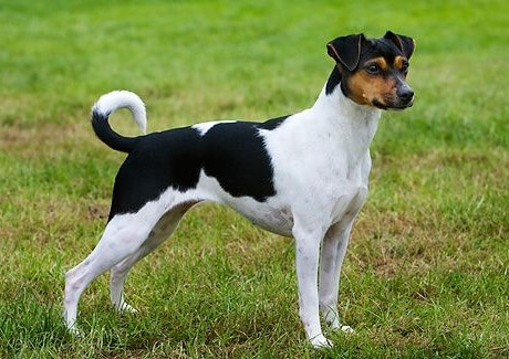 Бразильський Тер’єр