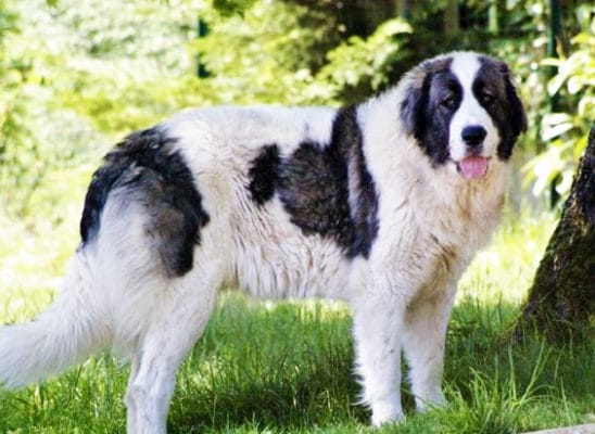 Bucovina Shepherd Dog