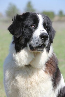 Bucovina Shepherd Dog
