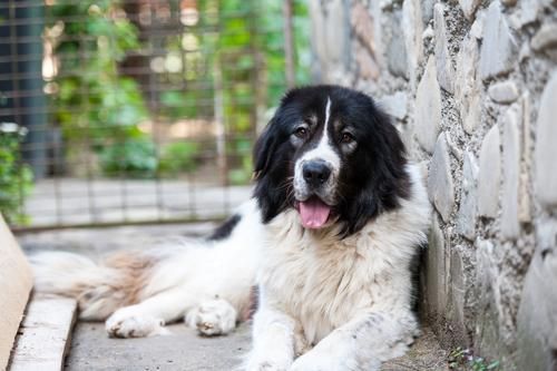 Bucovina Shepherd Dog