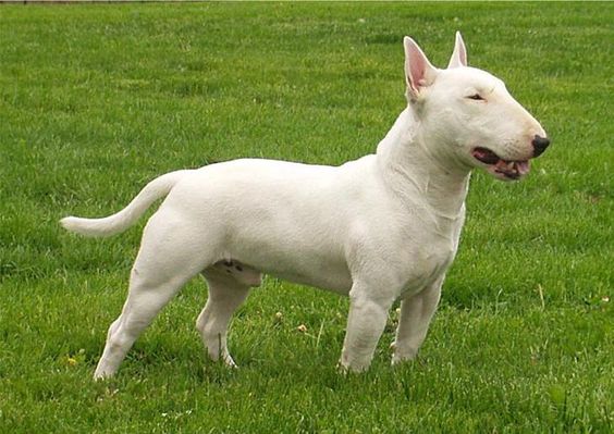 Bull Terrier