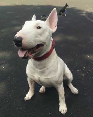 Bull Terrier