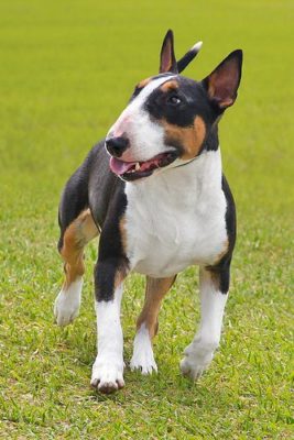 Bull Terrier