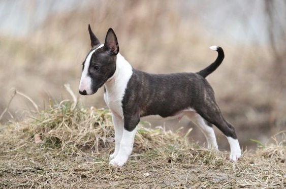 Bull Terrier