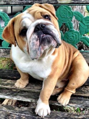 Bulldog