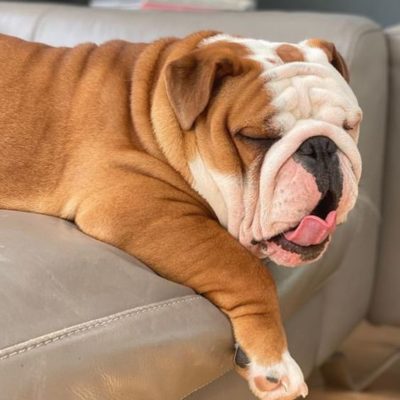 Bulldog