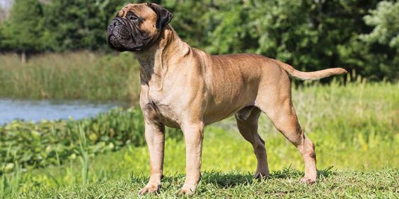 Bullmastiff