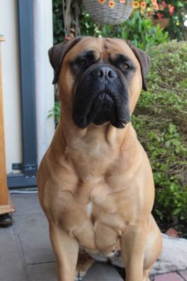 Bullmastiff