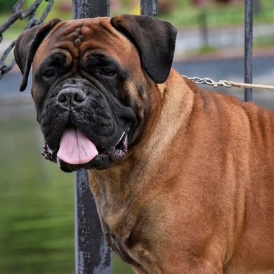 Bullmastiff