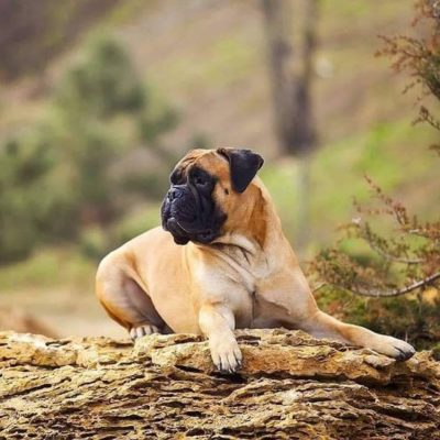Bullmastiff