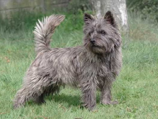 Cairn Terrier