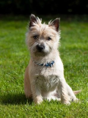Cairn Terrier