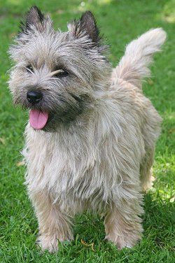Cairn Terrier