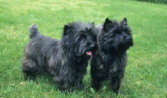 Cairn Terrier