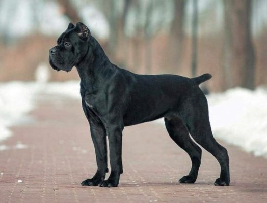 Cane Corso