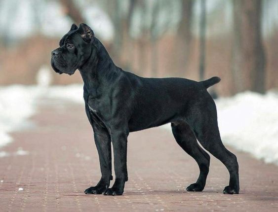Cane Corso