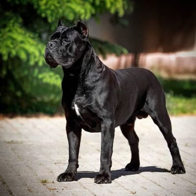 Cane Corso