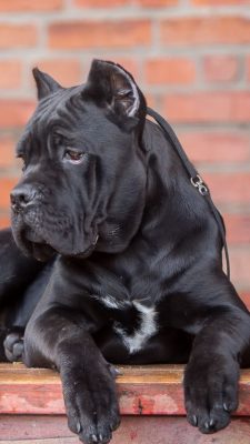 Cane Corso