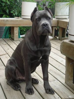 Cane Corso
