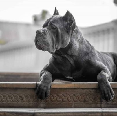 Cane Corso