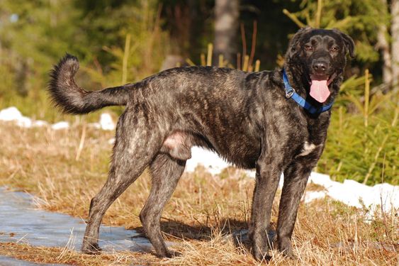 Castro Laboreiro Dog