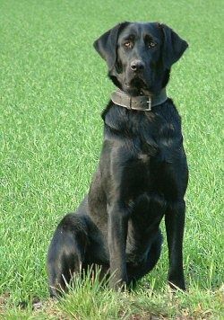 Castro Laboreiro Dog