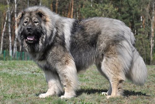 Caucasian Shepherd Dog