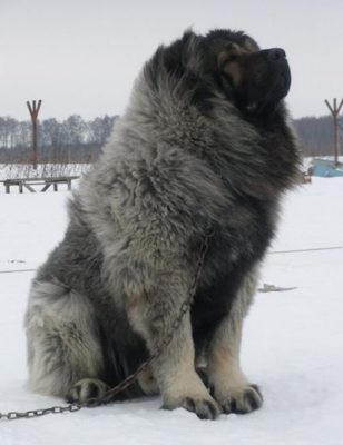 Caucasian Shepherd Dog