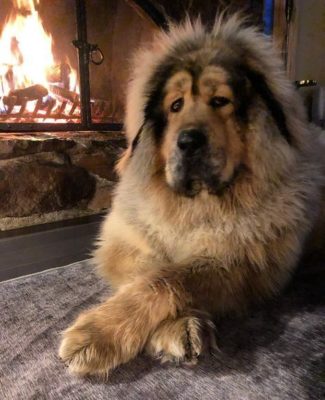 Caucasian Shepherd Dog