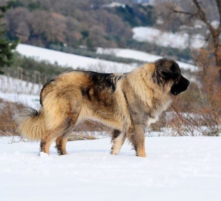 Caucasian Shepherd Dog