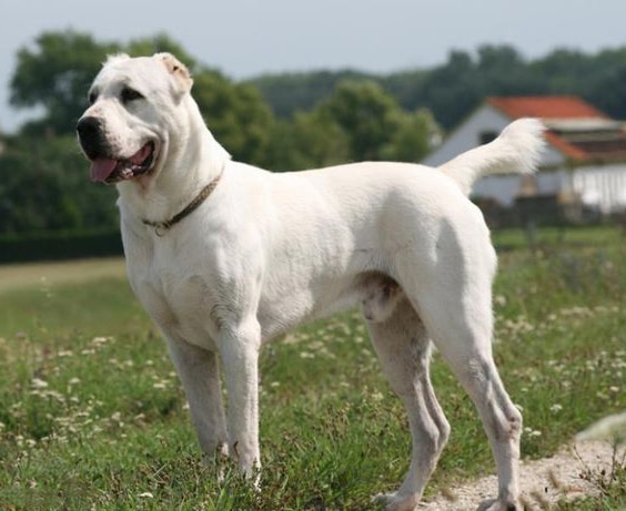 Central Asian Shepherd Dog