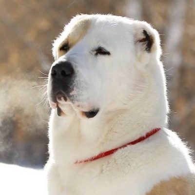 Central Asian Shepherd Dog