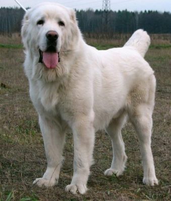 Central Asian Shepherd Dog