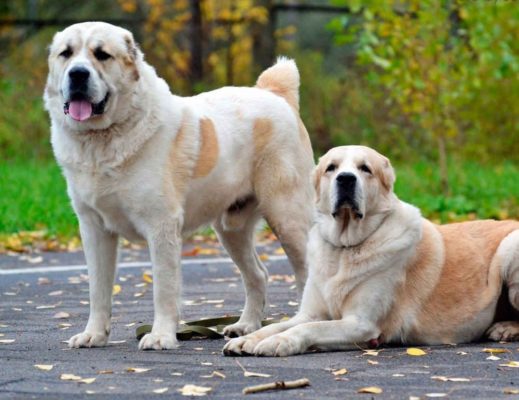 Central Asian Shepherd Dog