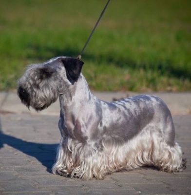 Cesky Terrier