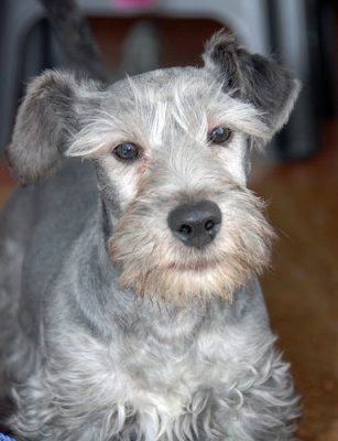 Cesky Terrier