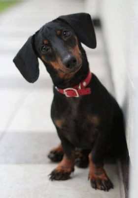 Dachshund