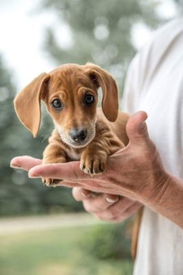 Dachshund