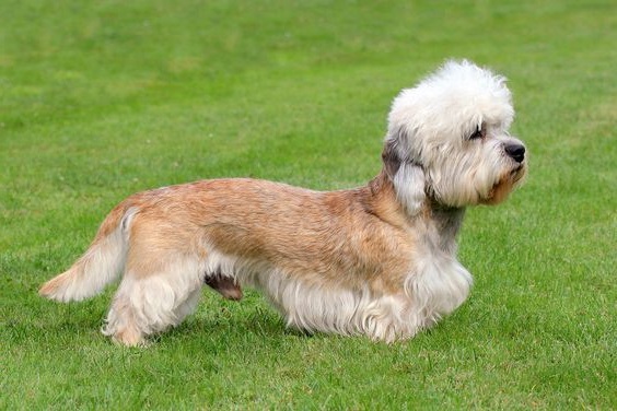 Dandie Dinmont Terrier