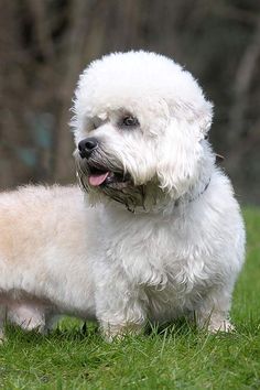 Dandie Dinmont Terrier