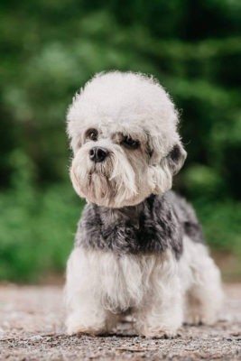 Dandie Dinmont Terrier