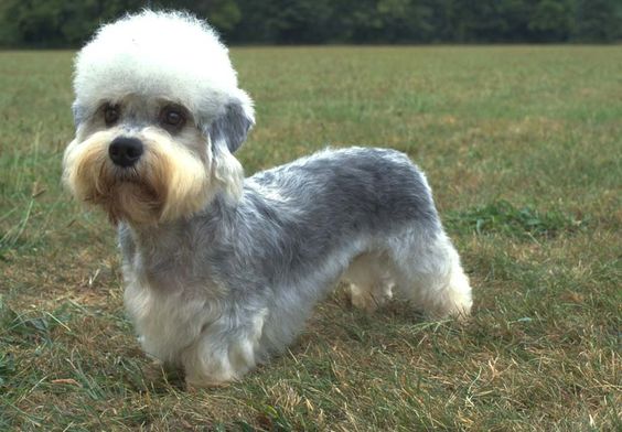 Dandie Dinmont Terrier