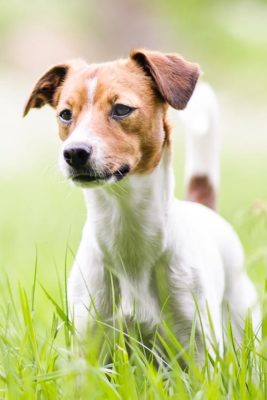 Danish-Swedish Farmdog