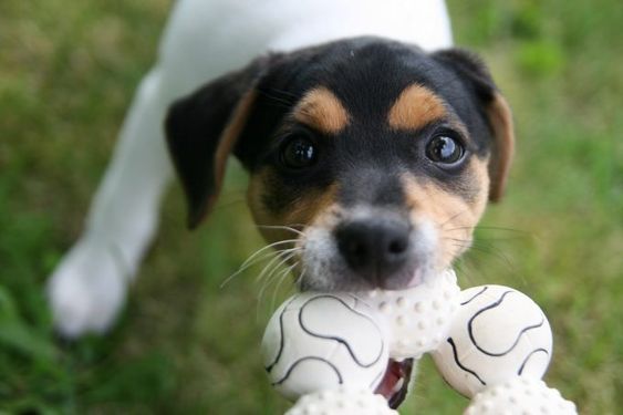 Danish-Swedish Farmdog