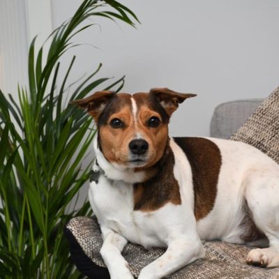 Danish-Swedish Farmdog