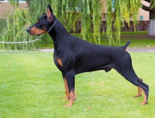 Dobermann